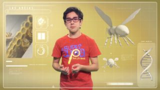 La dulzura del planeta – Las abejas | SUPER LUPA |  TERCERA TEMPORADA